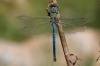 IMG_5748 Anax imperator